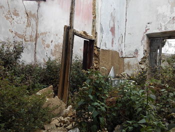 Plants in abandoned room