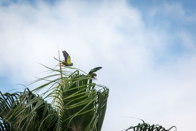 Low angle view of bird perching on plant against sky