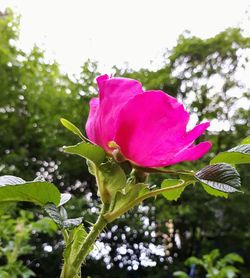 Close-up of pink flowering plant