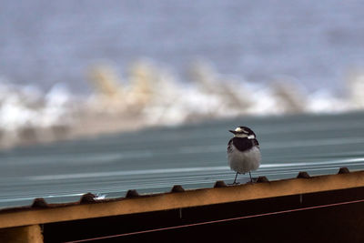 Seagull perching on railing against sea