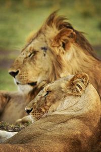 Close up of lioness and lion 