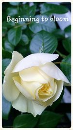 Close-up of white flowers