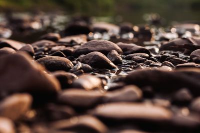 Close-up of pebbles on ground