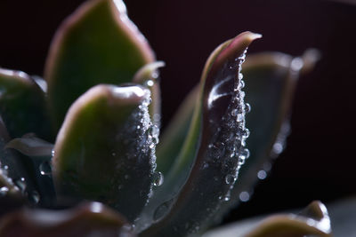 Close-up of water drops on plant