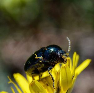 Close-up of insect on flower