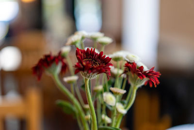 Close-up of red flowering plant