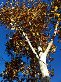 Low angle view of tree against blue sky