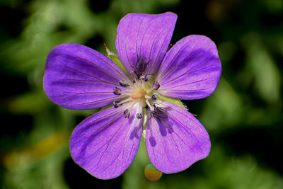 Close-up of purple flower