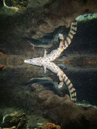 Close-up of fish in aquarium