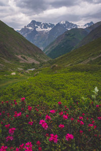 mountain