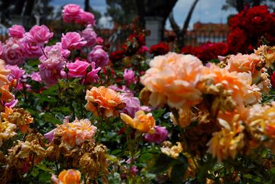 Close-up of flowering plants in park