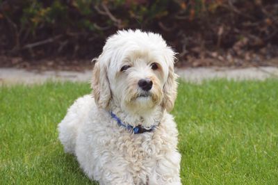 Portrait of dog on field
