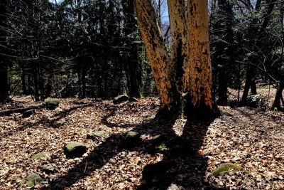Trees growing in forest