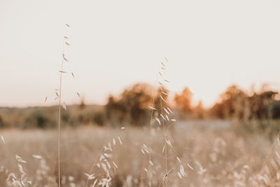 Close-up of stalks in field against sky