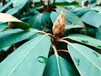 Close-up of green leaves on plant