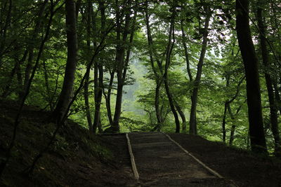 Trees in forest