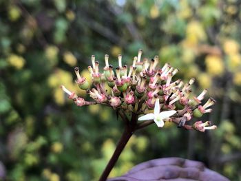 Close-up of pink flowering plant