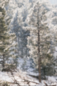 Close-up of snowflakes on tree