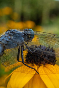 Close-up of insect on yellow flower