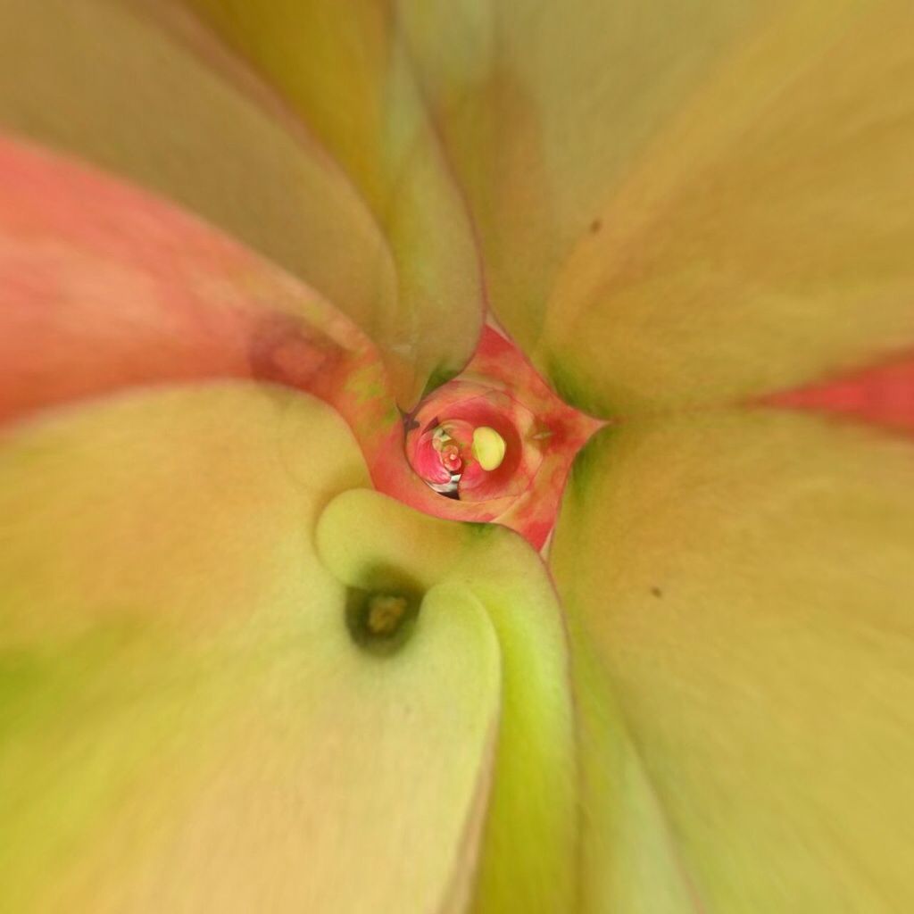 freshness, flower, petal, full frame, yellow, flower head, fragility, close-up, backgrounds, beauty in nature, stamen, nature, single flower, selective focus, pollen, tulip, macro, growth, part of, extreme close-up