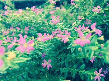 Close-up of flowers blooming outdoors