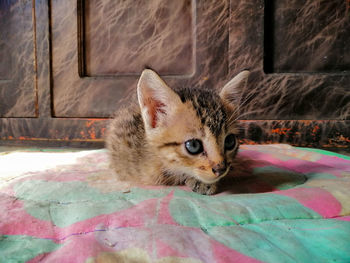 Portrait of kitten relaxing on sofa