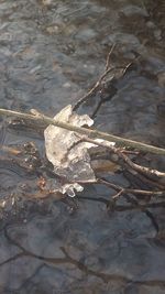 High angle view of crab in water