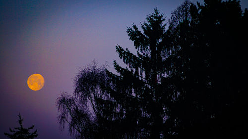 Low angle view of silhouette tree against sky at night