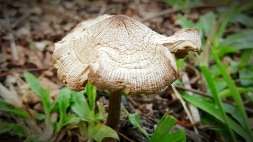 Close-up of mushroom growing on field