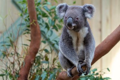 Portrait of a koala sitting on tree
