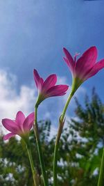 Close-up of pink flowering plant against sky