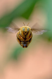 Close-up of spider