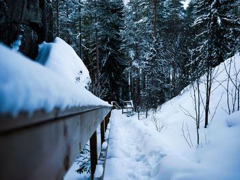 Snow covered land and trees in forest