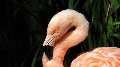 Close-up of swan