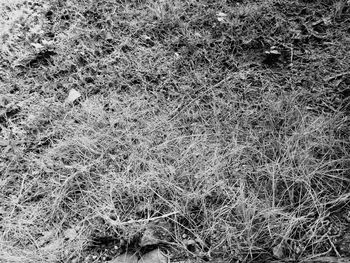 Full frame shot of grass on field