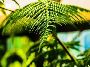 Close-up of fern leaves