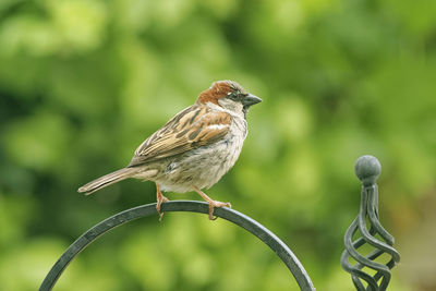 Close-up of bird perching on a plant