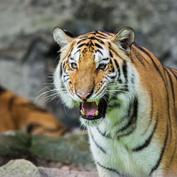 Close-up of a cat