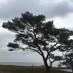 Tree by sea against sky