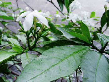 Close-up of white flower blooming outdoors