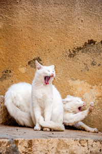 White cats yawning against brown wall