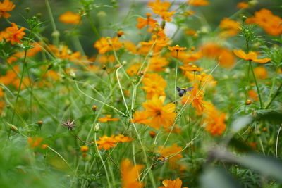 Close-up of yellow flowering plants on field