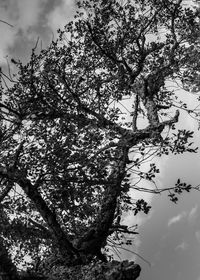 Low angle view of tree against sky