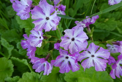 Close-up of purple flowering plants