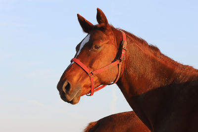 Close-up of a horse against clear sky