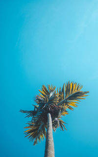 Low angle view of coconut palm tree against blue sky