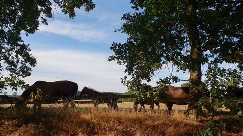 View of horses grazing on field against sky