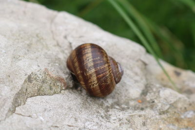 Close-up of snail on rock