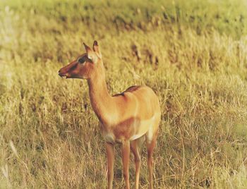Horse standing on field