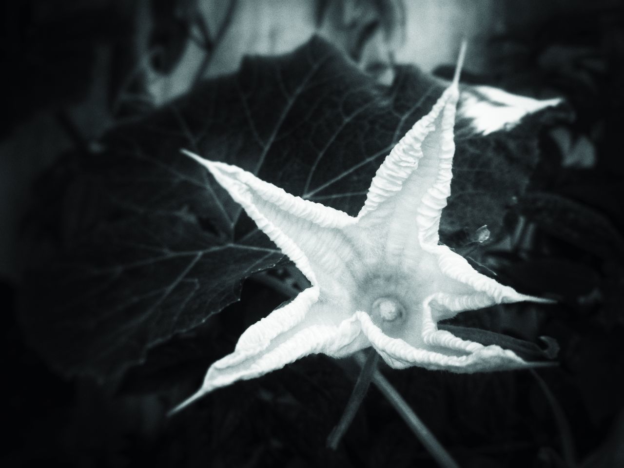close-up, leaf, plant part, no people, nature, focus on foreground, animal wildlife, beauty in nature, animals in the wild, plant, animal, star shape, day, animal themes, outdoors, one animal, growth, selective focus, shape, water, starfish, leaves, marine